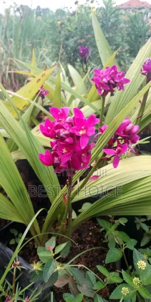 Amazing Flowers  and Plants, Amazing Prices.
