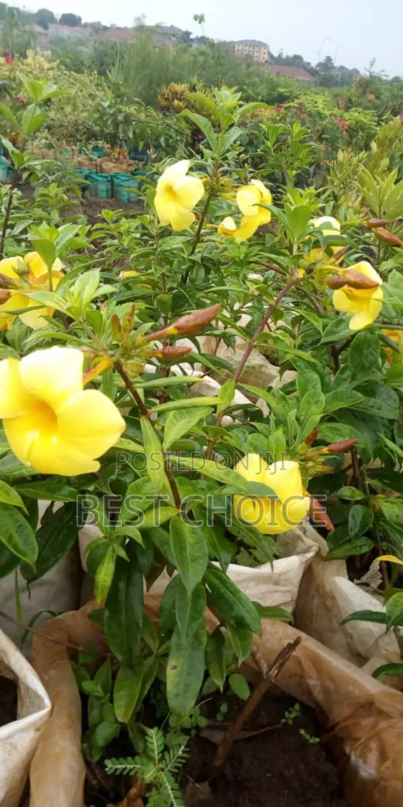 Amazing Flowers  and Plants, Amazing Prices.
