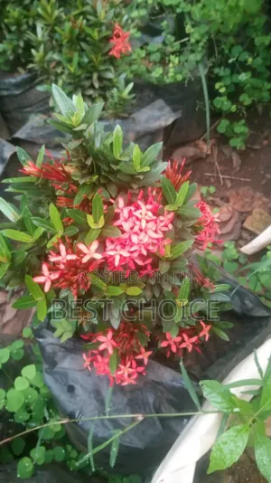 Amazing Flowers  and Plants, Amazing Prices.