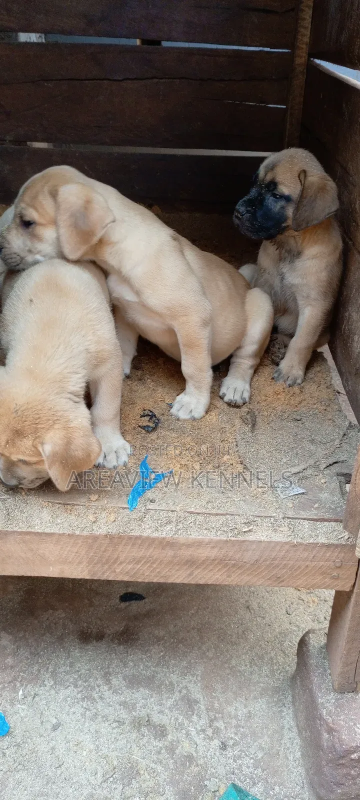 1-3 months Female Purebred Boerboel