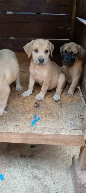 1-3 months Female Purebred Boerboel