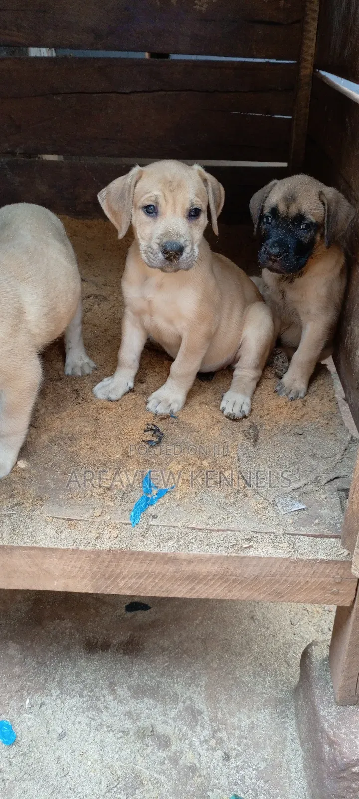 1-3 months Female Purebred Boerboel