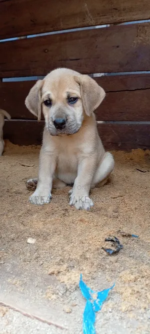 1-3 months Female Purebred Boerboel