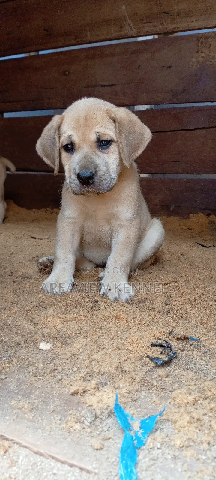 1-3 months Female Purebred Boerboel