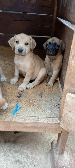 1-3 months Female Purebred Boerboel