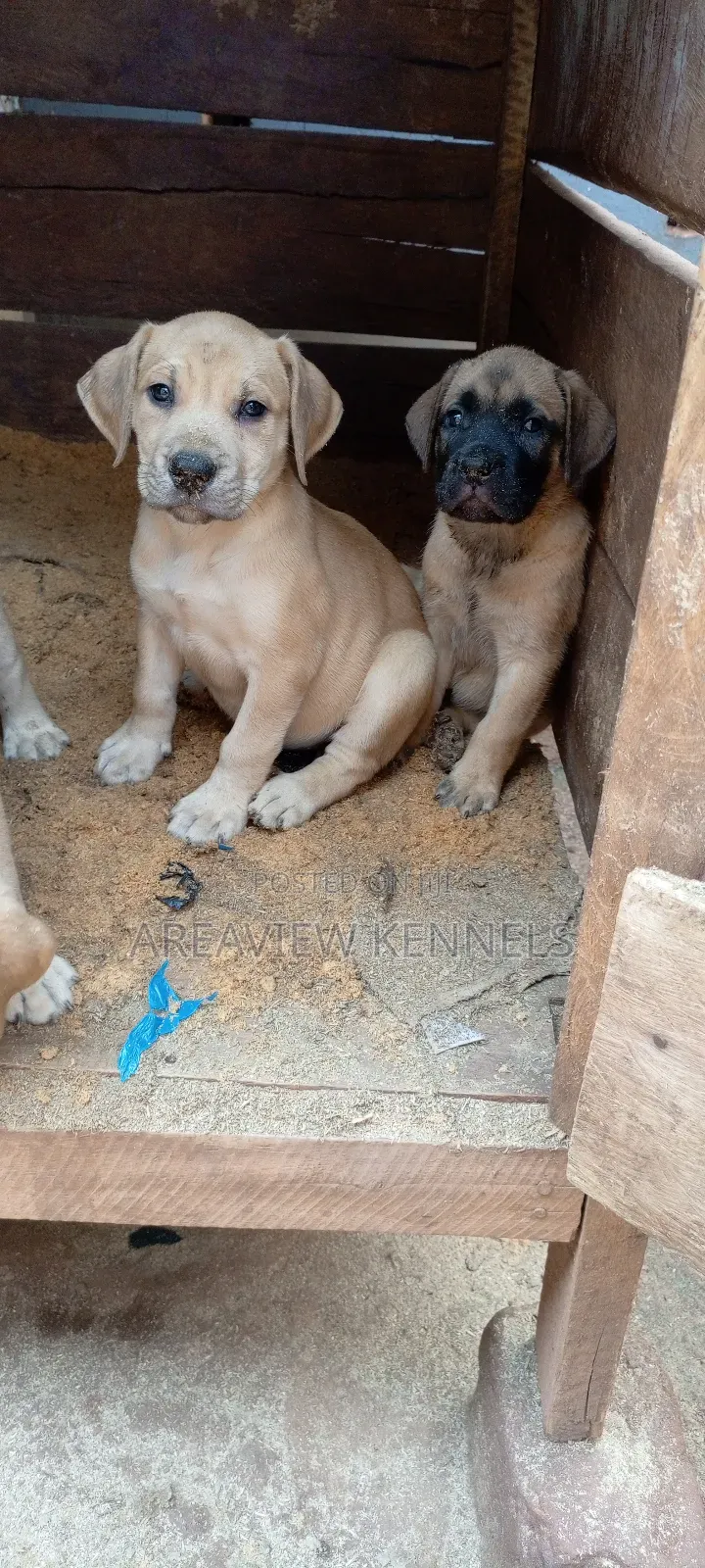 1-3 months Female Purebred Boerboel