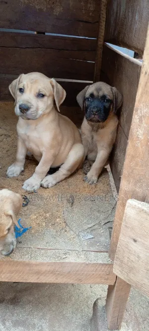 1-3 months Female Purebred Boerboel