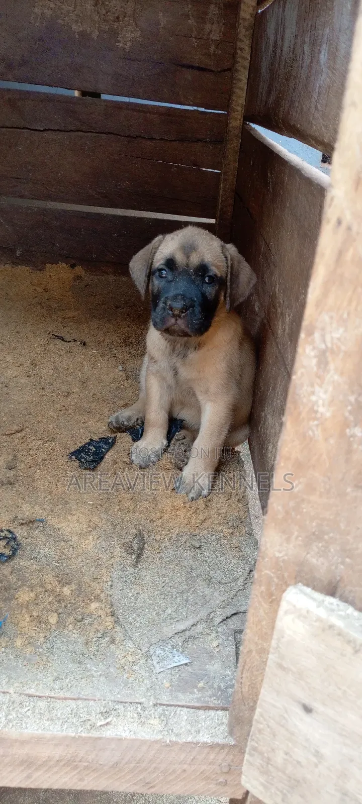1-3 months Female Purebred Boerboel