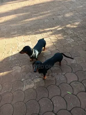 3-6 months Male Purebred Dachshund