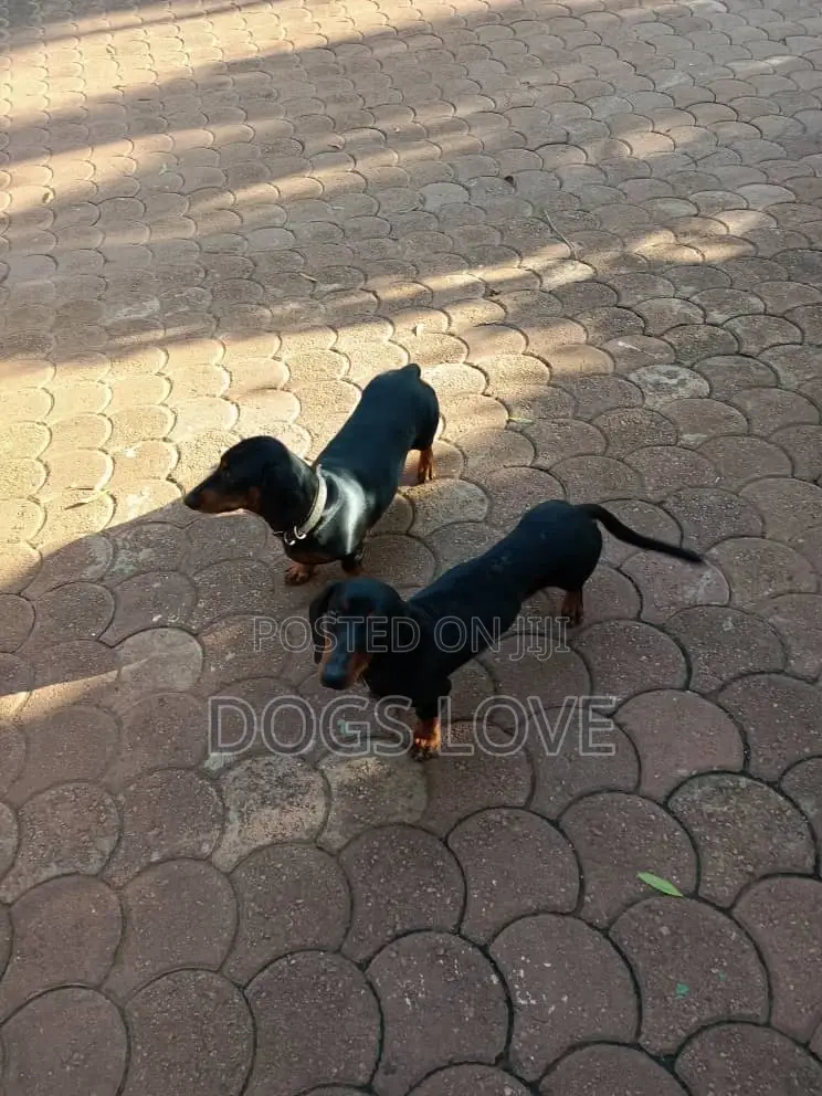 3-6 months Male Purebred Dachshund