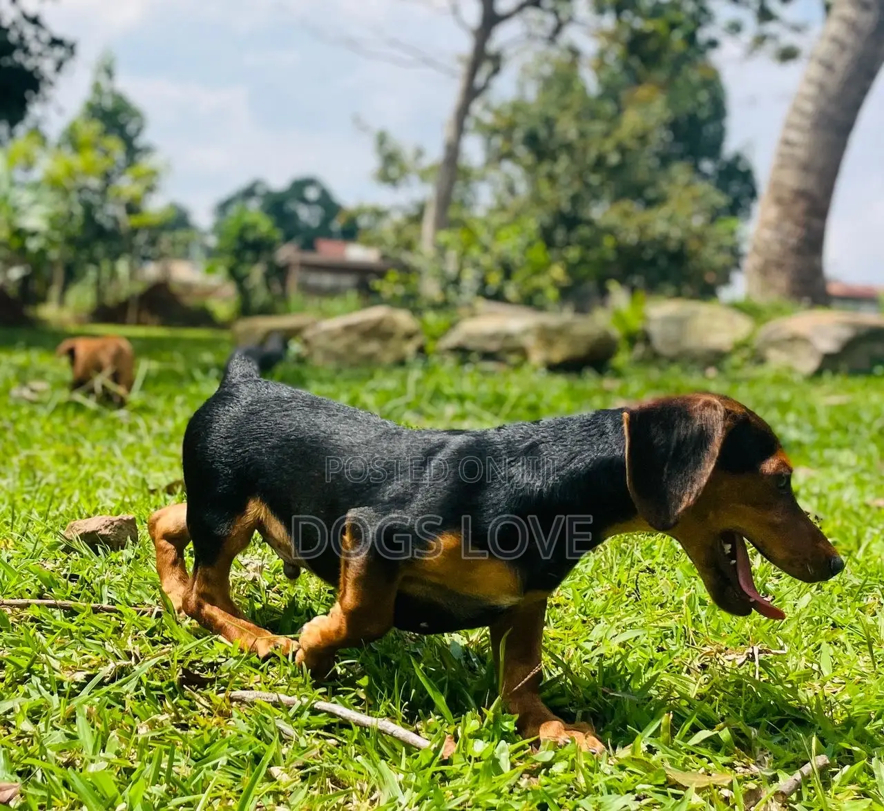 1-3 months Male Purebred Dachshund