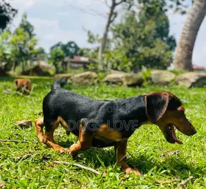 1-3 months Male Purebred Dachshund
