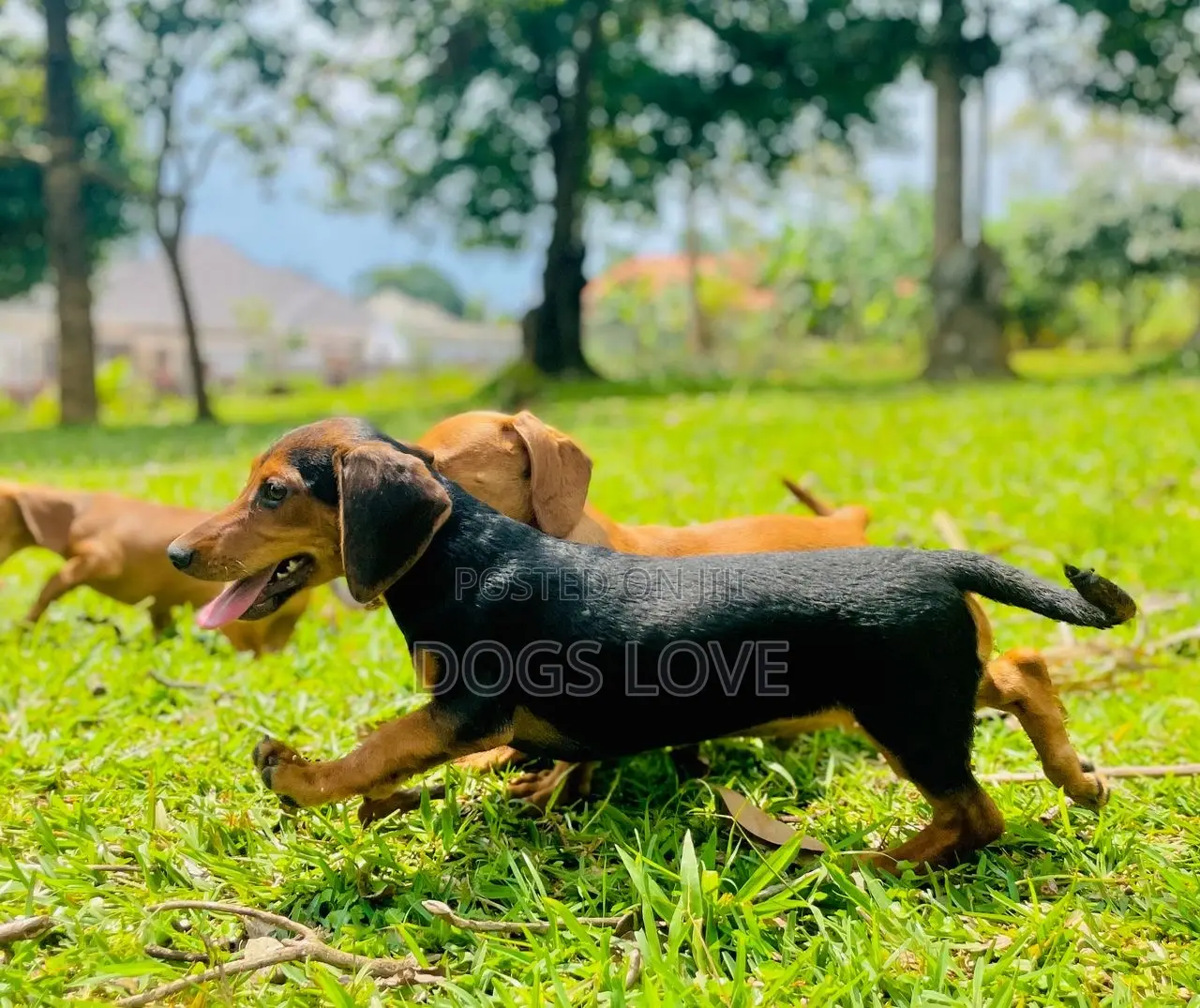 1-3 months Male Purebred Dachshund