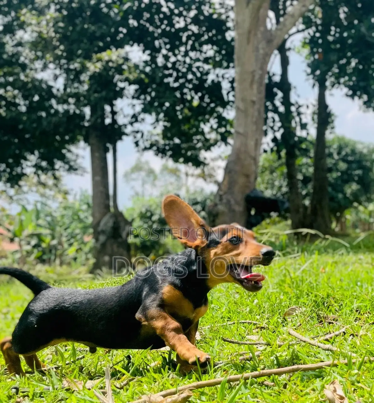 1-3 months Male Purebred Dachshund