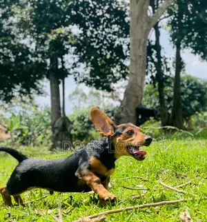 1-3 months Male Purebred Dachshund