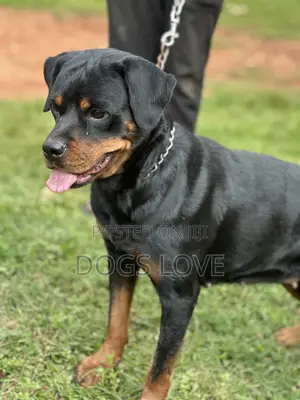 6-12 months Female Purebred Rottweiler