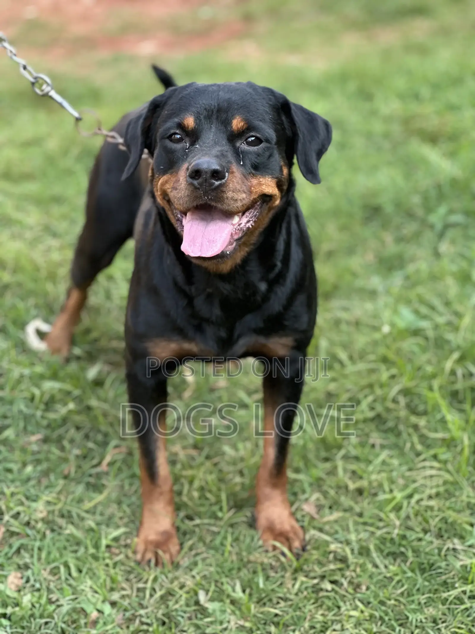 6-12 months Female Purebred Rottweiler