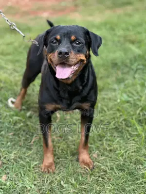 6-12 months Female Purebred Rottweiler