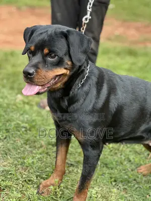 6-12 months Female Purebred Rottweiler