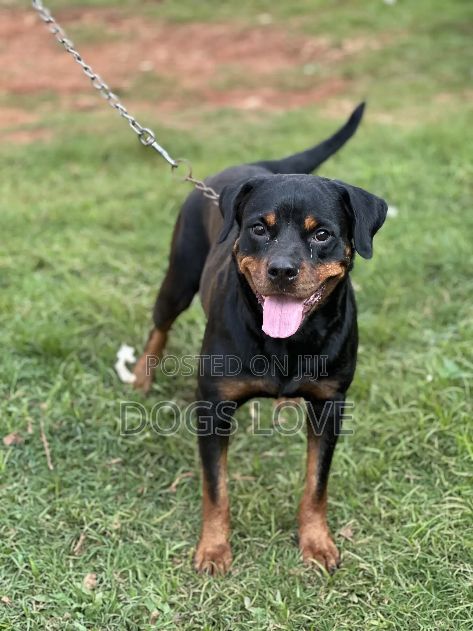 6-12 months Female Purebred Rottweiler