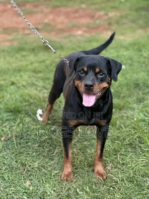 6-12 months Female Purebred Rottweiler