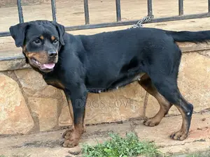 6-12 months Female Purebred Rottweiler