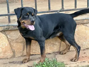 6-12 months Female Purebred Rottweiler
