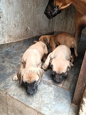 1-3 months Male Purebred Boerboel