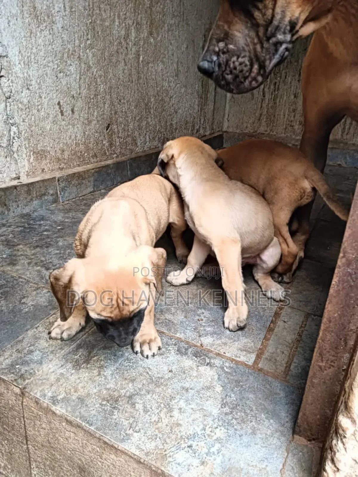 1-3 months Male Purebred Boerboel