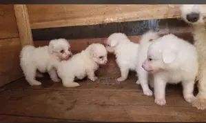 Photo - 3-6 months Female Purebred Maltese