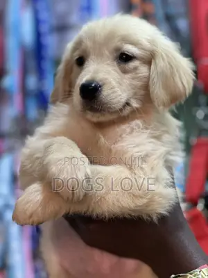1-3 months Female Purebred Golden Retriever