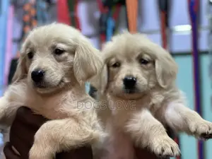 1-3 months Female Purebred Golden Retriever