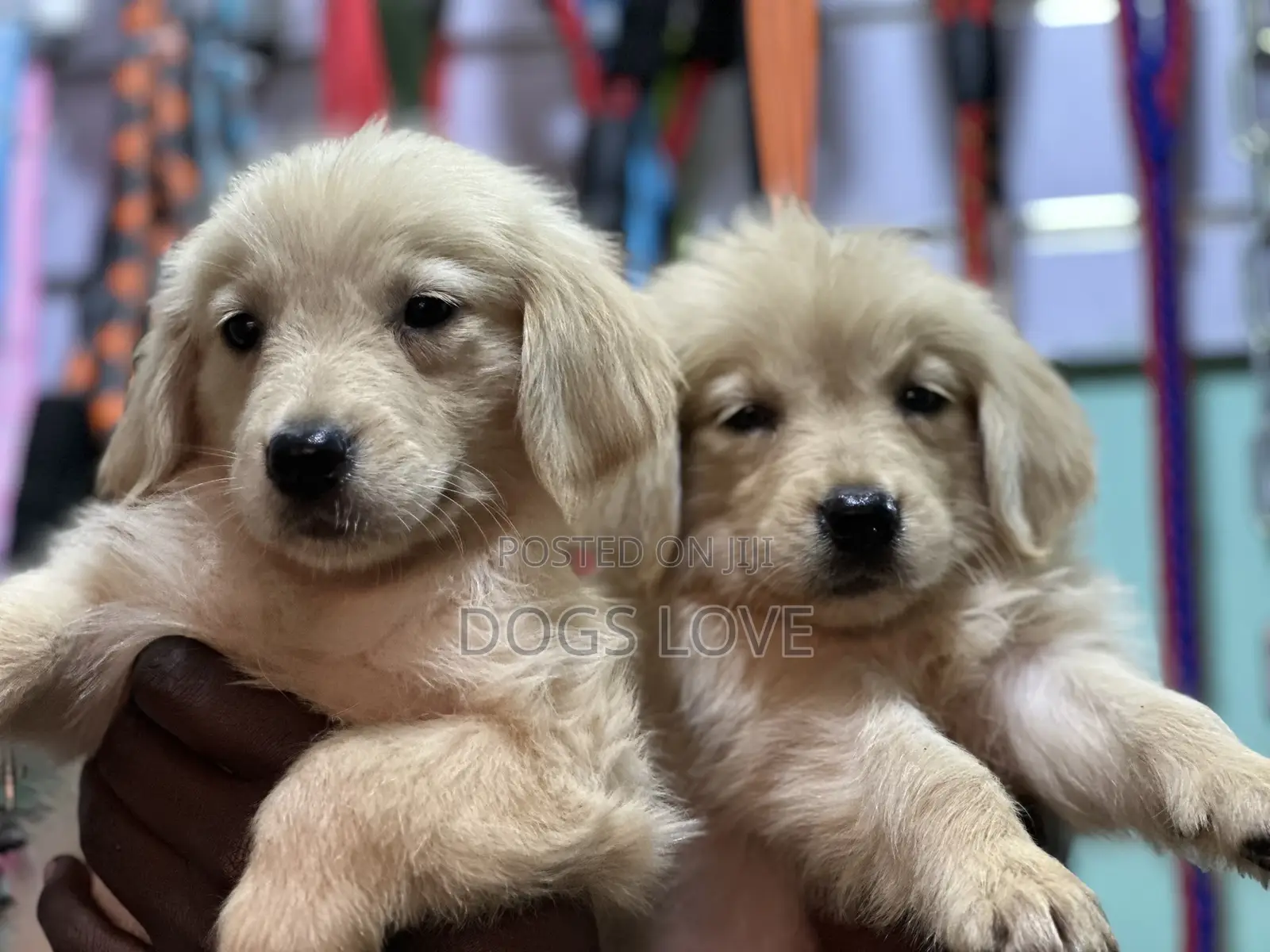 1-3 months Female Purebred Golden Retriever