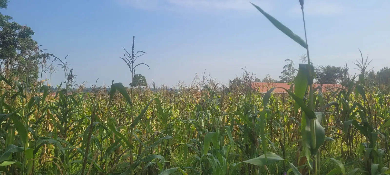 Prime Plots for Sale in Tororo Municipality