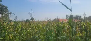 Prime Plots for Sale in Tororo Municipality