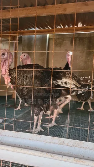 10 Mature Turkeys