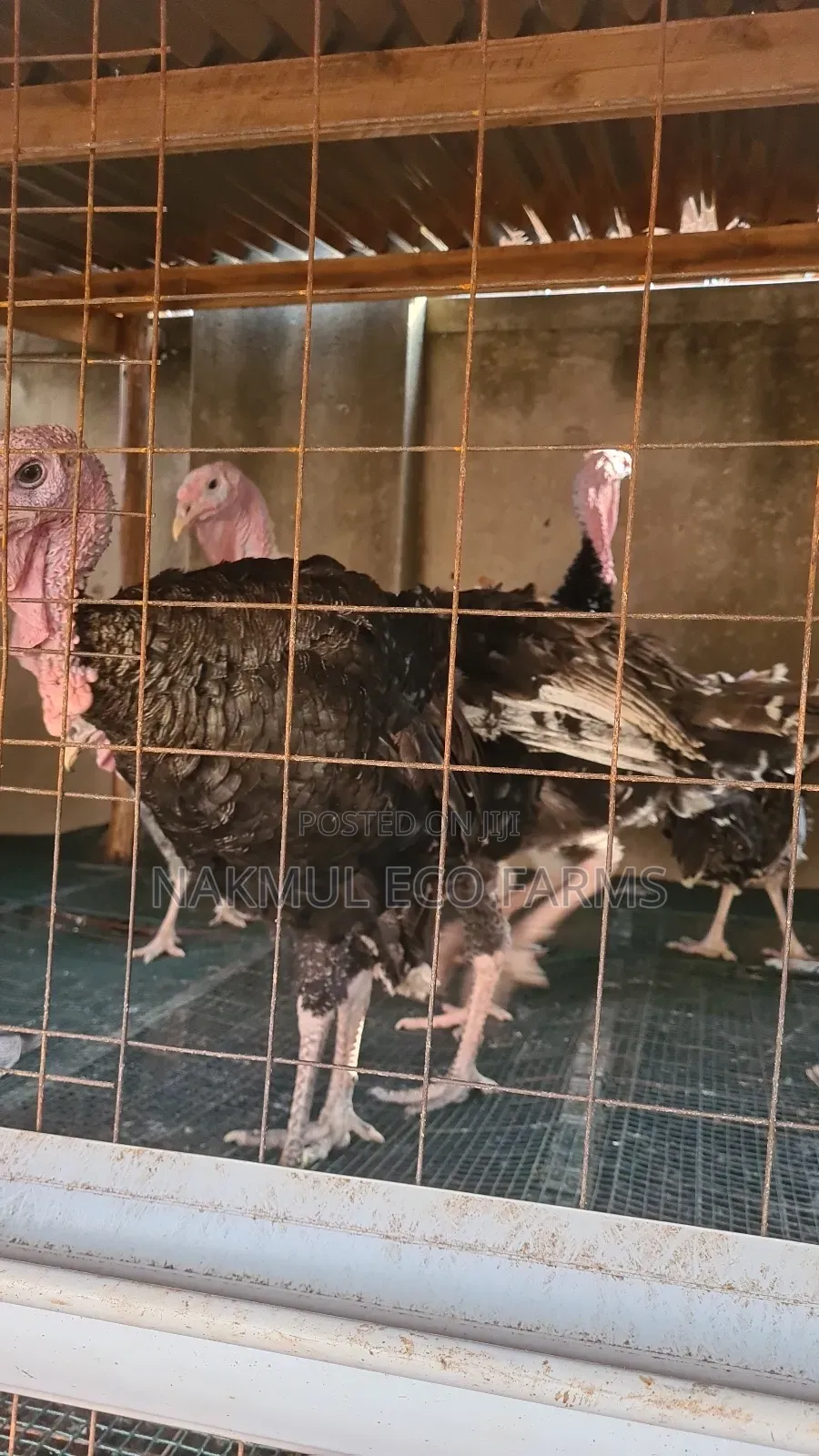 10 Mature Turkeys