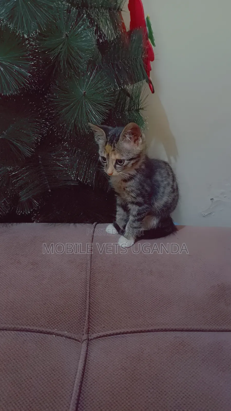 0-1 month Male Purebred Exotic