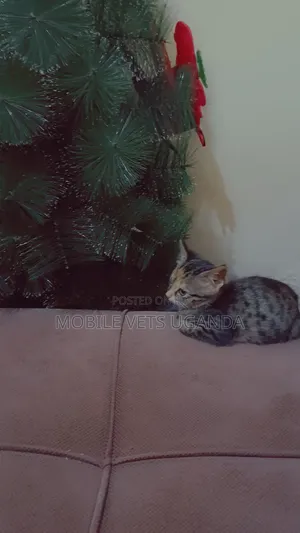 3-6 months Female Purebred Balinese
