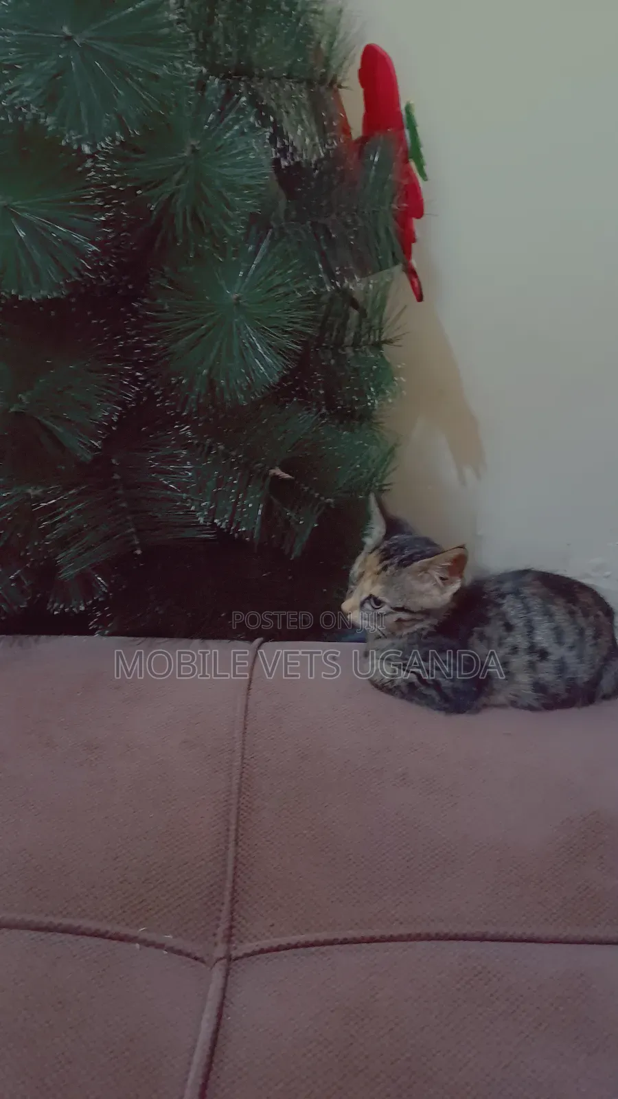 3-6 months Female Purebred Balinese