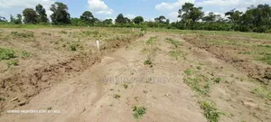 Prime Plots for Sale at Namayumba~Kyampisi Divine Estate V.