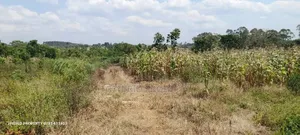 Prime Plots for Sale at Namayumba Luguzi Divine Land Estate.