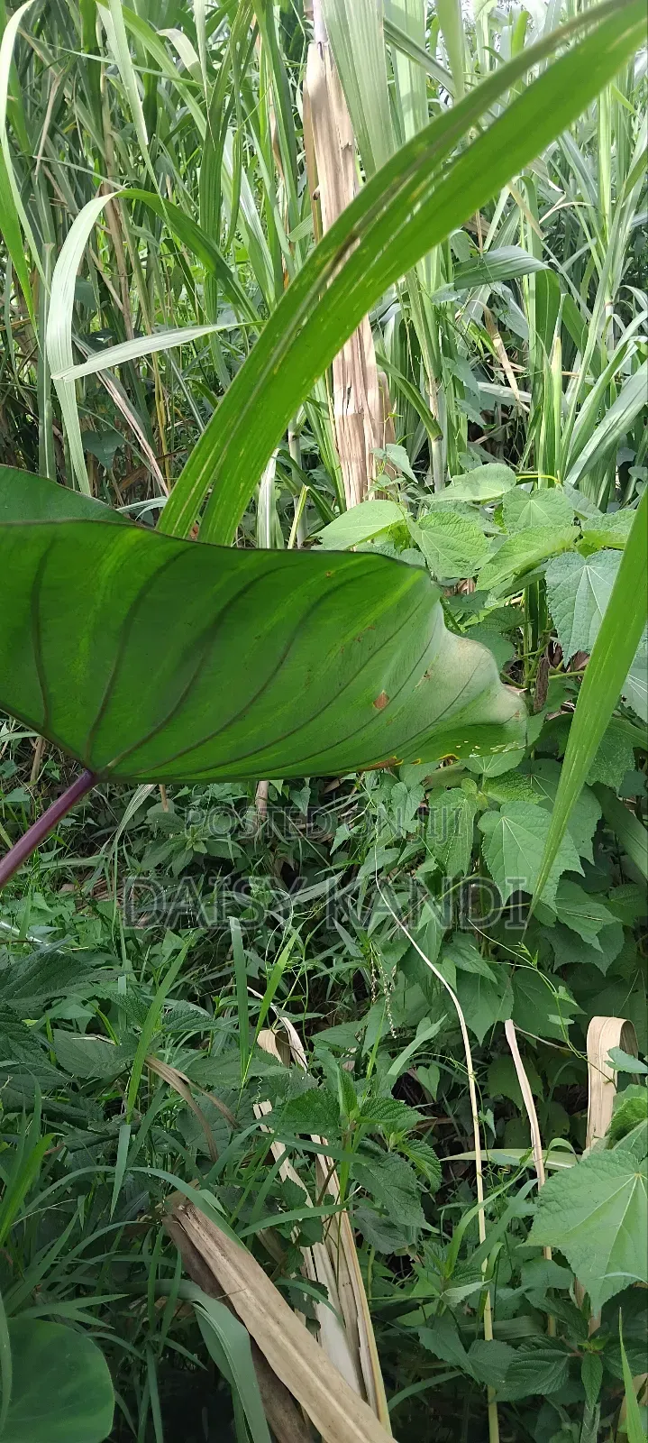22 Acres of Land in Kabagore , Mityana District
