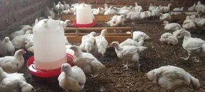 Photo - Broiler Chicken for Sale