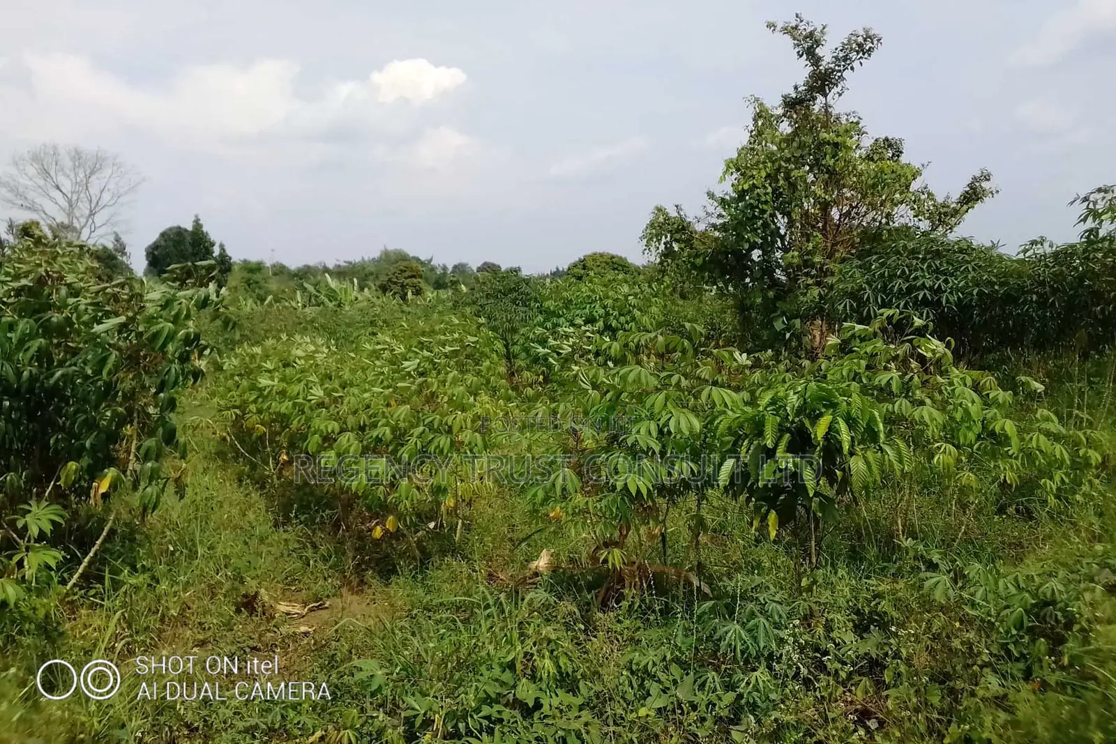 104 Acres of Land Available for Rent in Kitwe in Kayunga