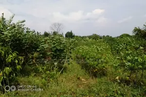 104 Acres of Land Available for Rent in Kitwe in Kayunga