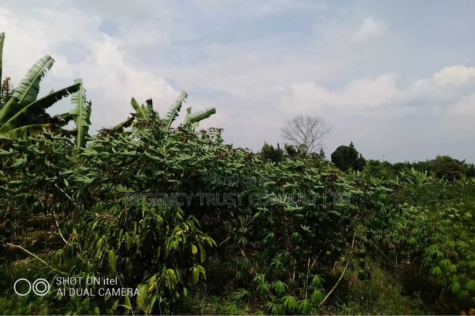 104 Acres of Land Available for Rent in Kitwe in Kayunga
