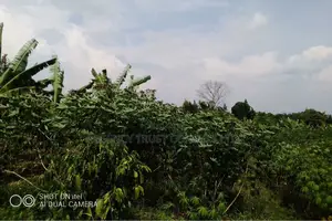 104 Acres of Land Available for Rent in Kitwe in Kayunga