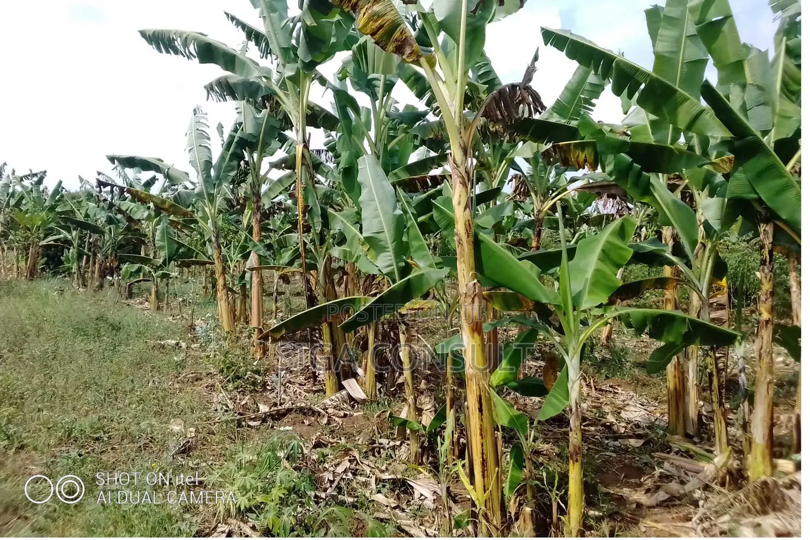 64 Acres of Land Available for Rent in Kitwe, Kayunga