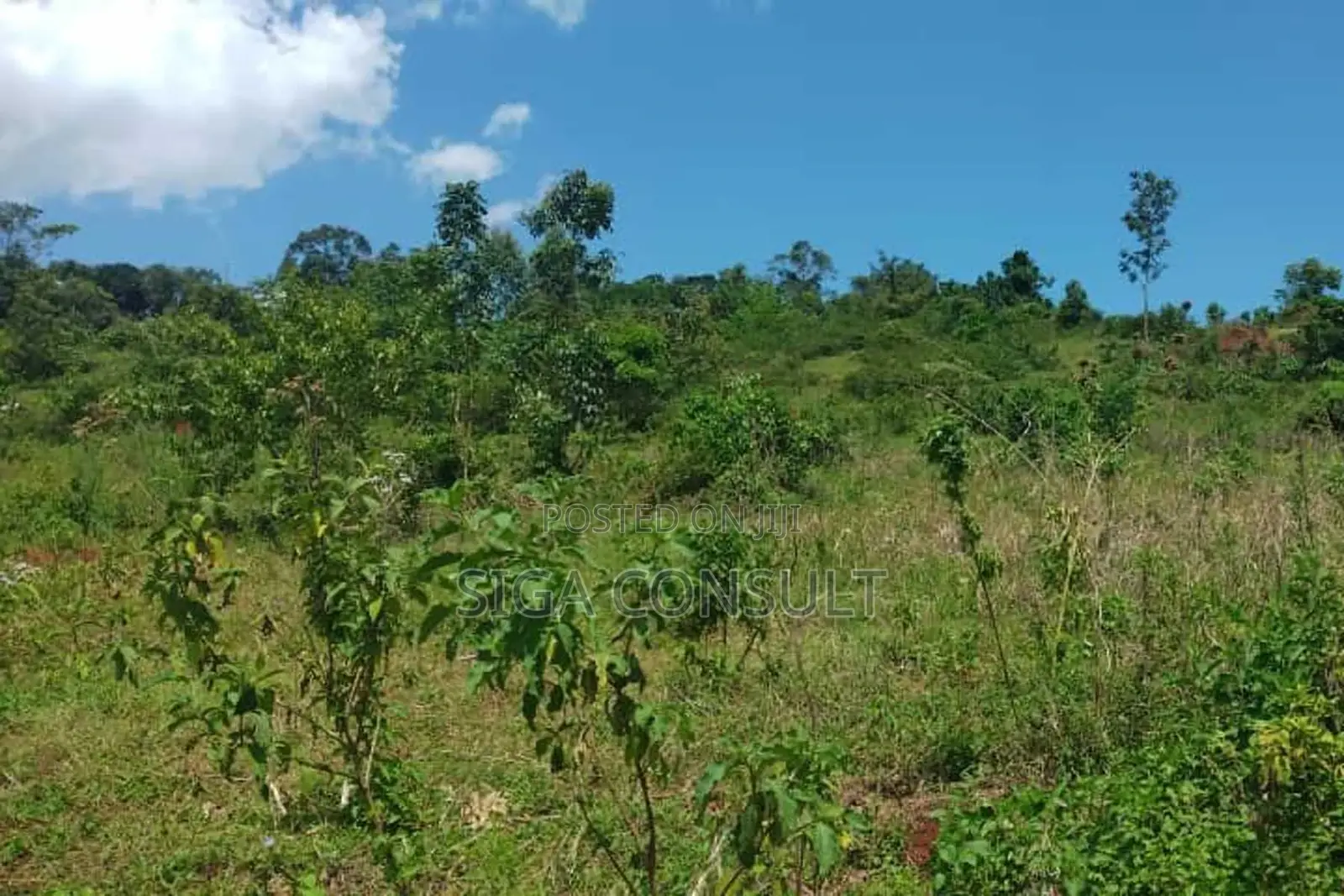 600 Acres of Farming Land Available for Rent in Bbaale, Kayunga